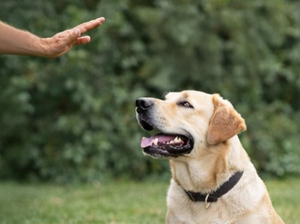 İsme Tepki & Odaklanma