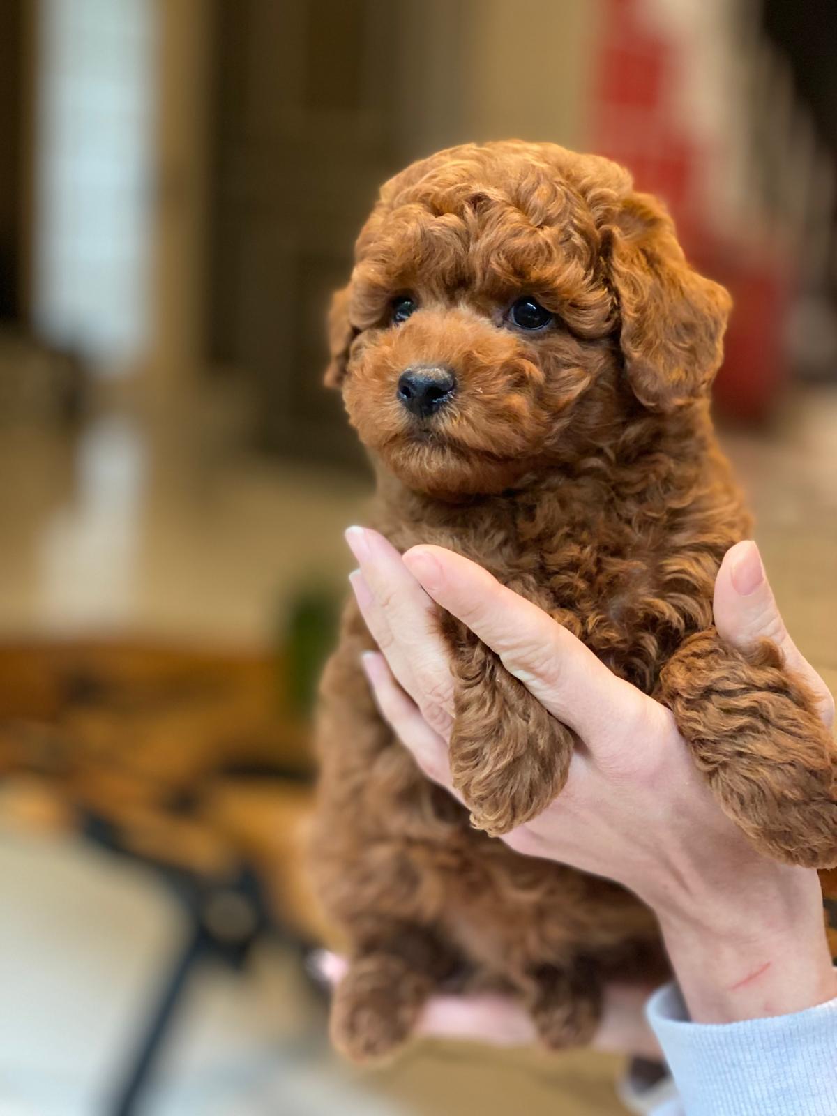 İleri İtaat Eğitimi ile Köpeğinizle Kusursuz İletişim