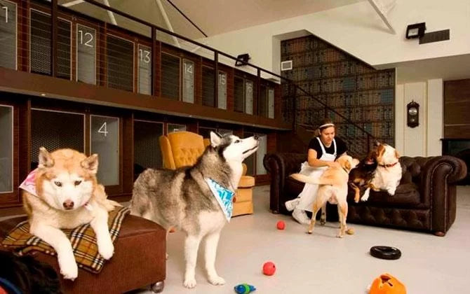 Köpek Oteli Seçerken Nelere Dikkat Edilmeli? — K9 İstanbul