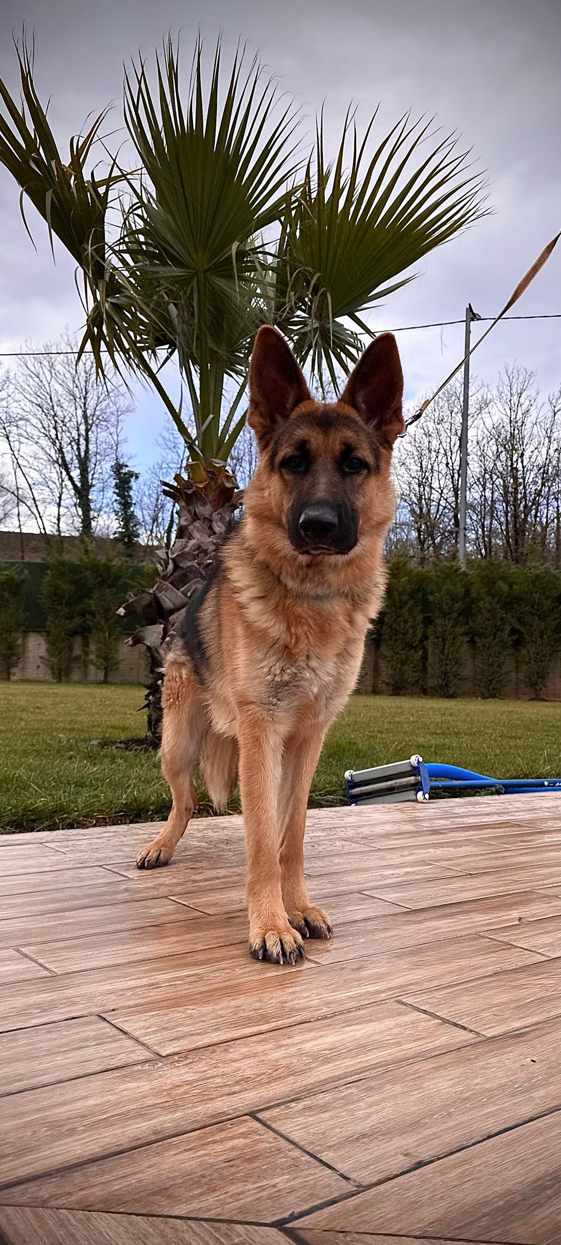 K9 İstanbul: 5000 m² Doğada Profesyonel Köpek Eğitimi Deneyimi