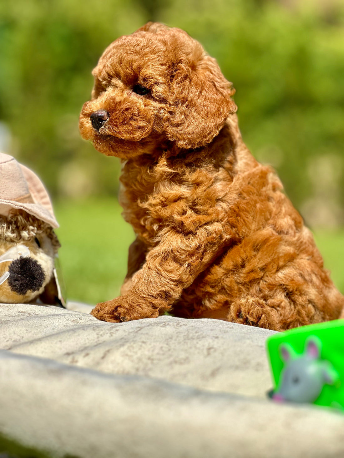 Anadolu Yakası Köpek Pansiyonu Seçenekleri ve Fiyatları
