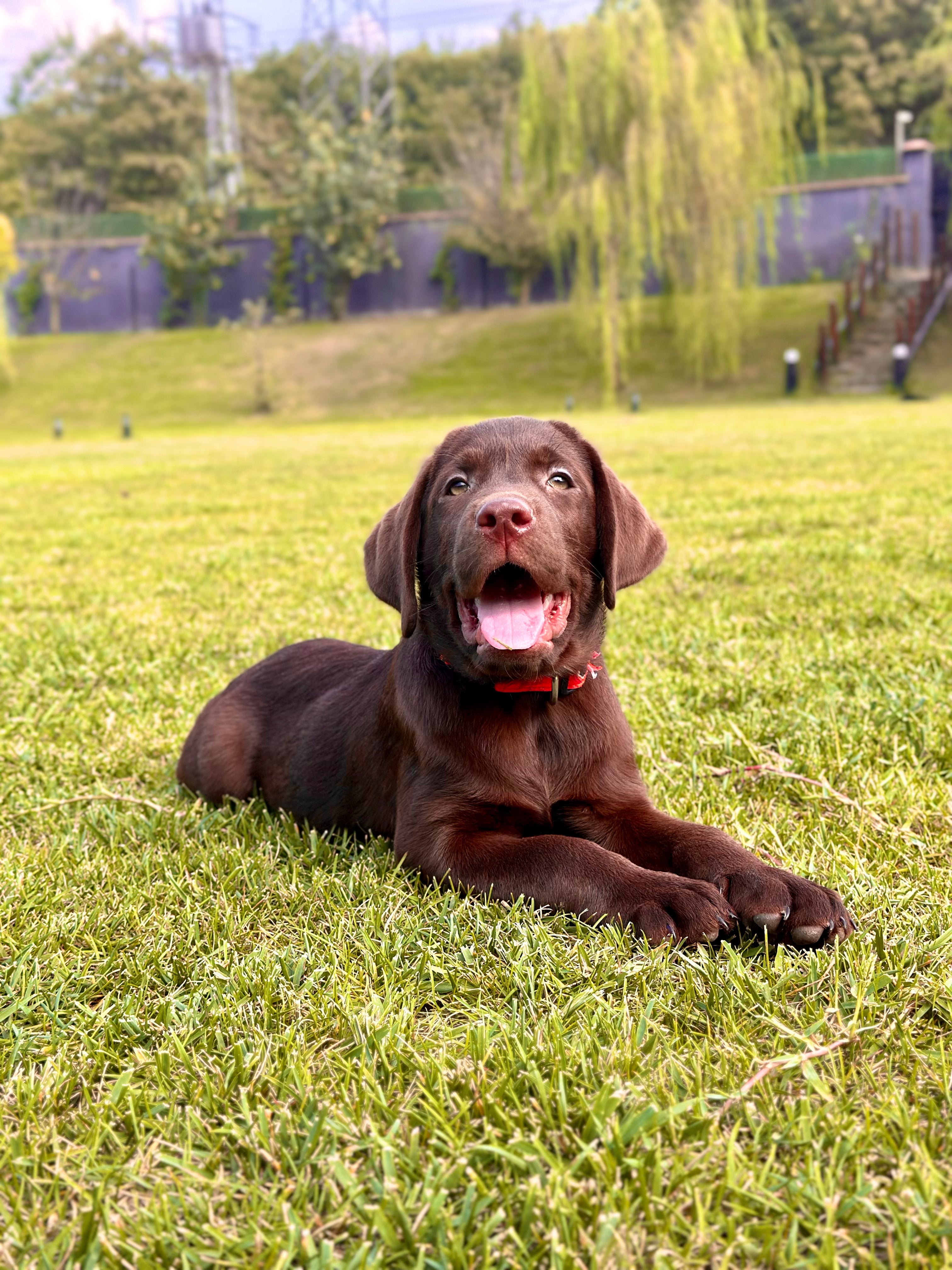 İstanbul Havalimanı Yakınında K9 Köpek Eğitim ve Rehabilitasyon Merkezi