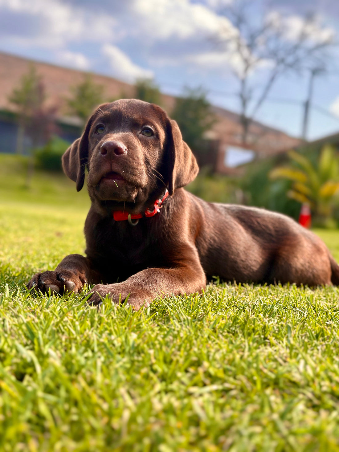 İstanbul Köpek Oteli Fiyatları 2026: Günlük Konaklama Ücretleri