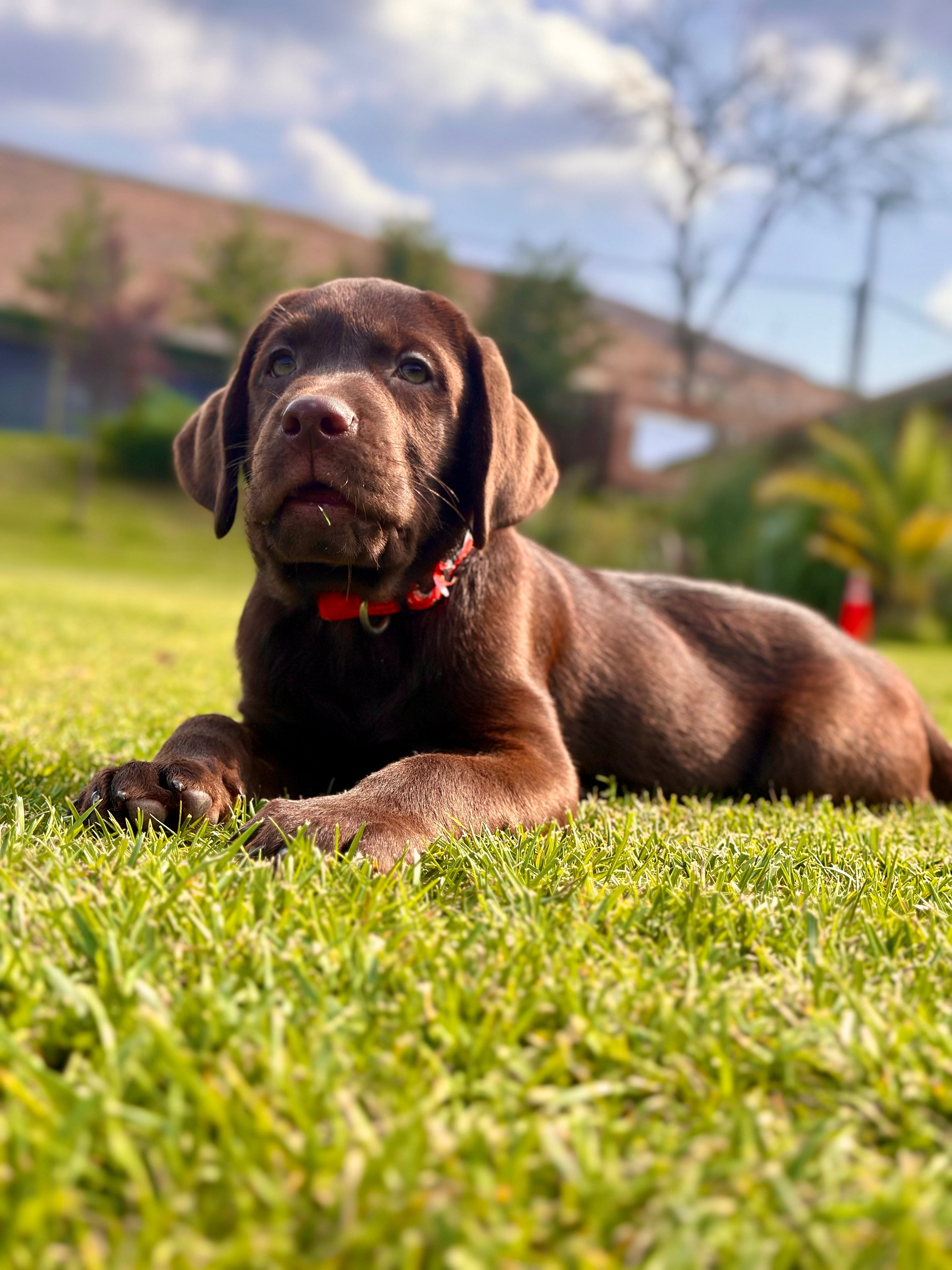 İstanbul Köpek Oteli Fiyatları 2026: Günlük Konaklama Ücretleri