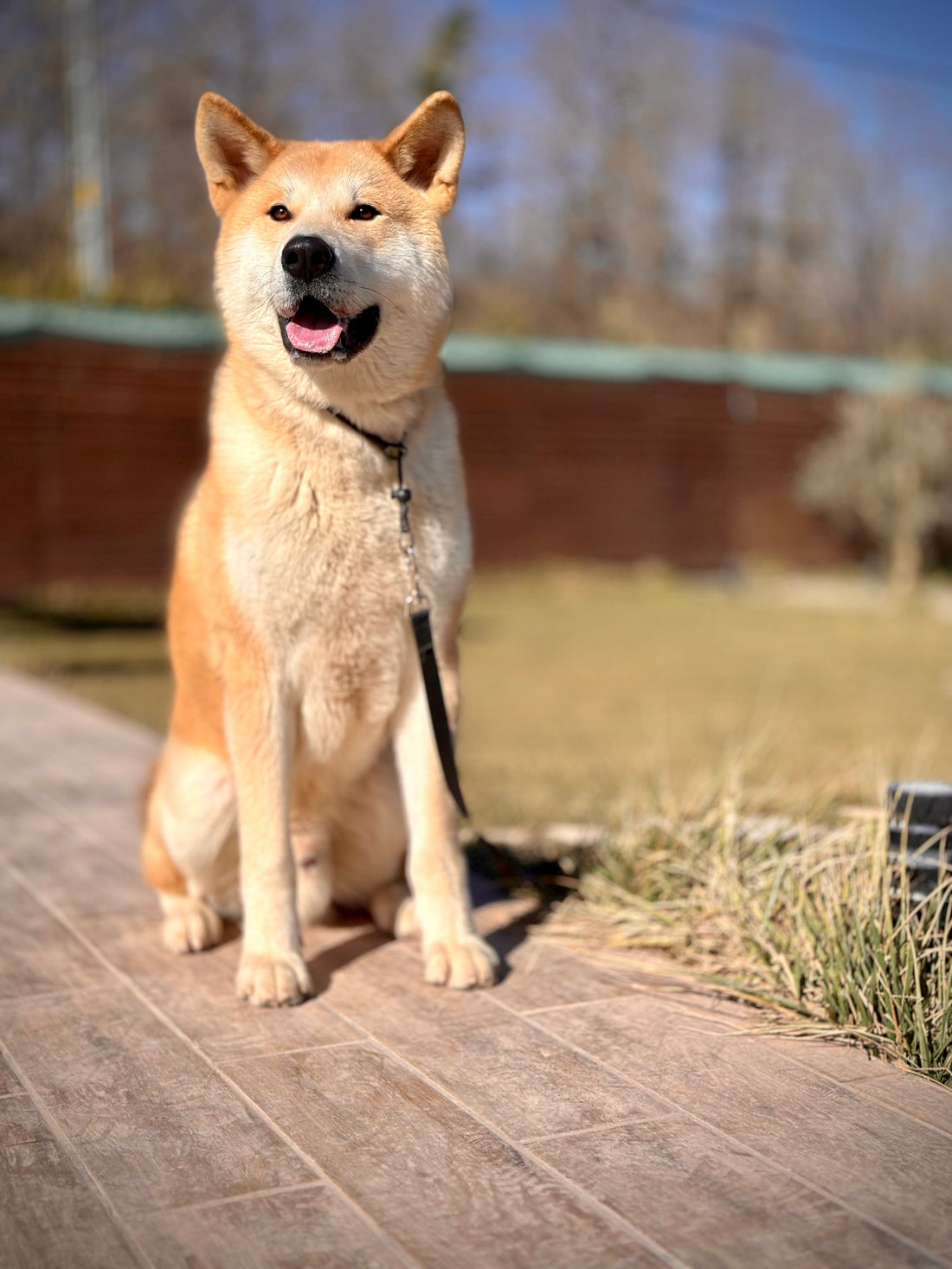 K9 İstanbul: 5000 m²’lik Bir Köpek Cennetinde "Geleceği Şekillendirmek