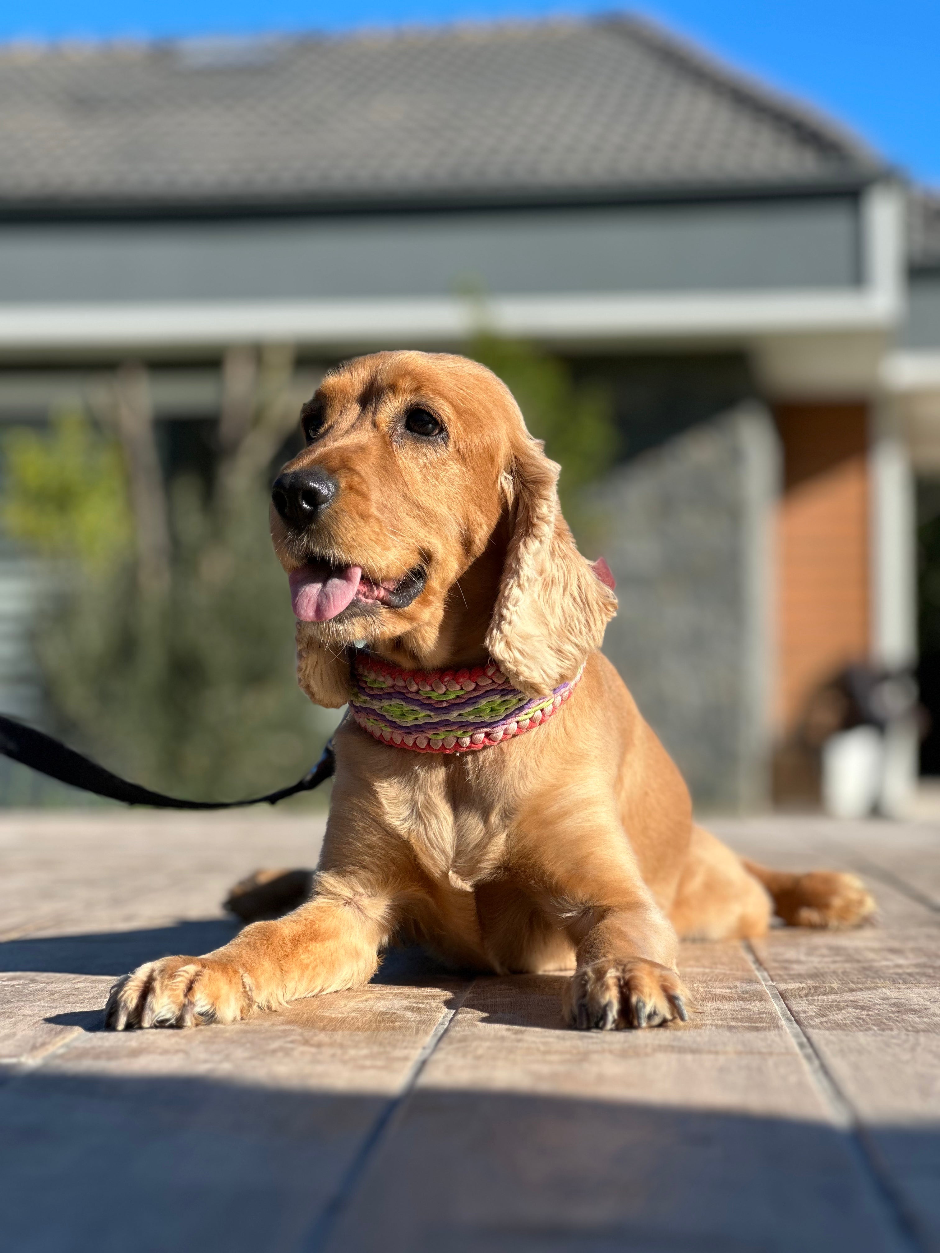 Köpeklerde Sosyalleşme Neden Önemli? İstanbul Köpek Kreşi Avantajları
