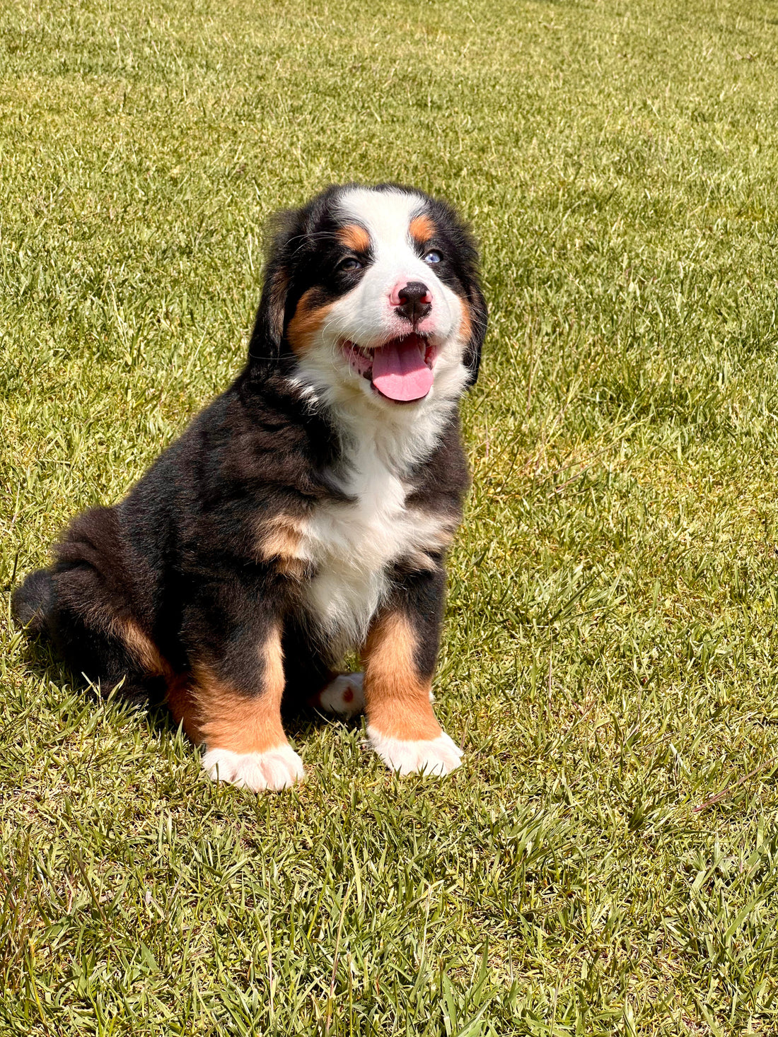 Kullanıcı Yorumlarına Göre İstanbul’daki En İyi Köpek Konaklama Yerleri