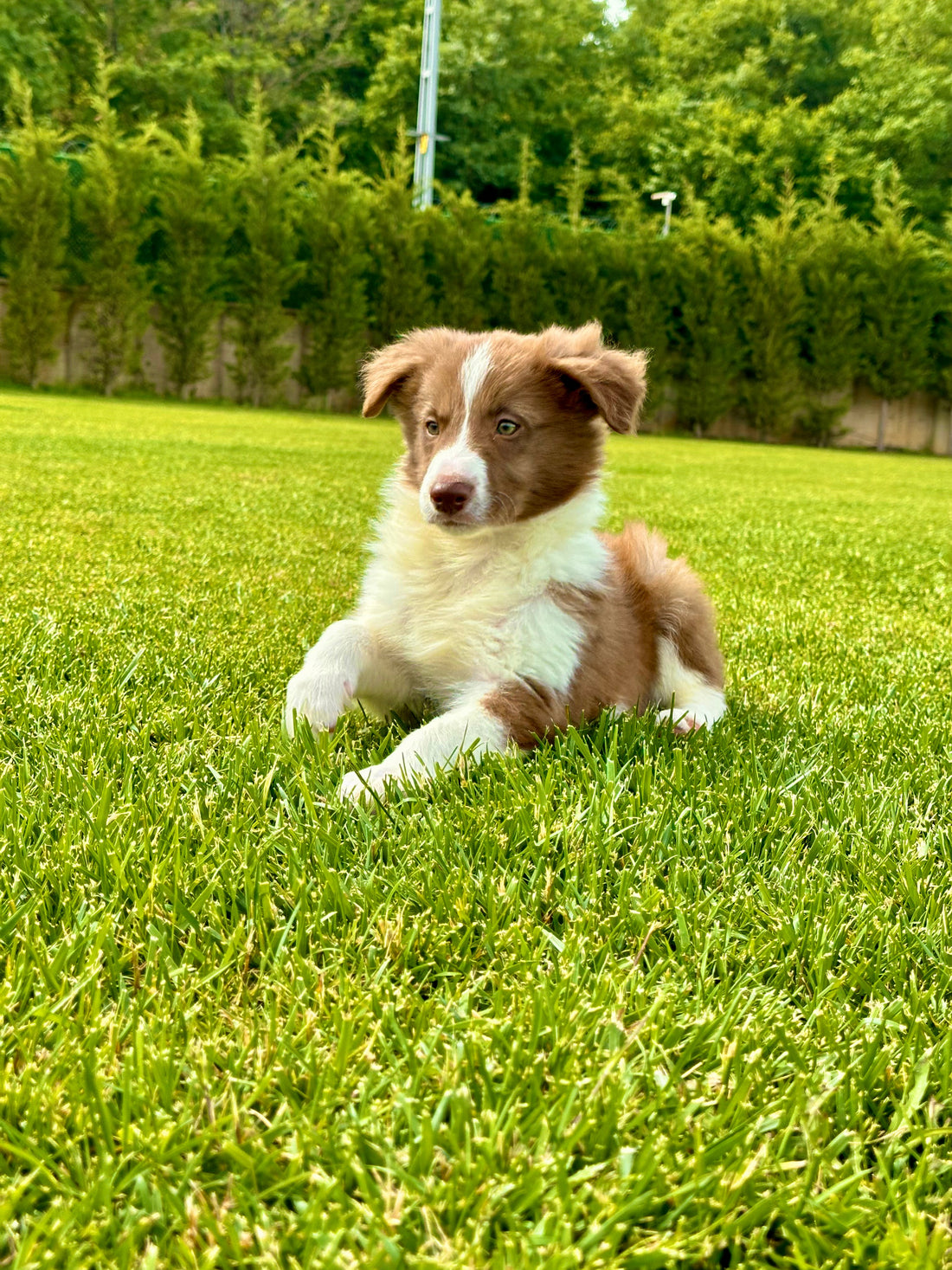 Apartman Yaşamı İçin Köpek Tuvalet Eğitimi Teknikleri ve Çözümleri