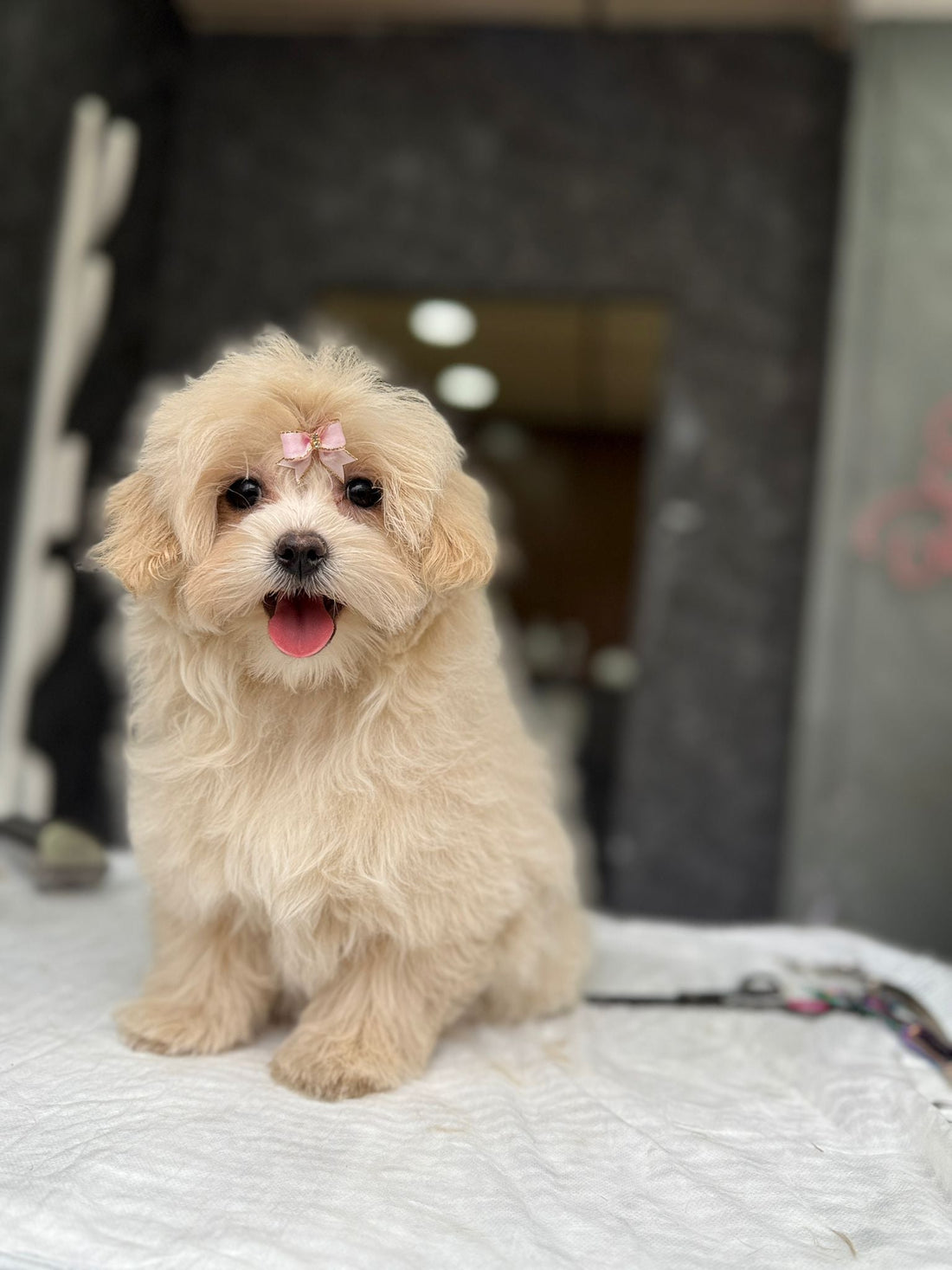 • Yavru Köpeklerden Yetişkinlere: K9 İstanbul ile Irklara Uygun Uyum Eğitimleri
