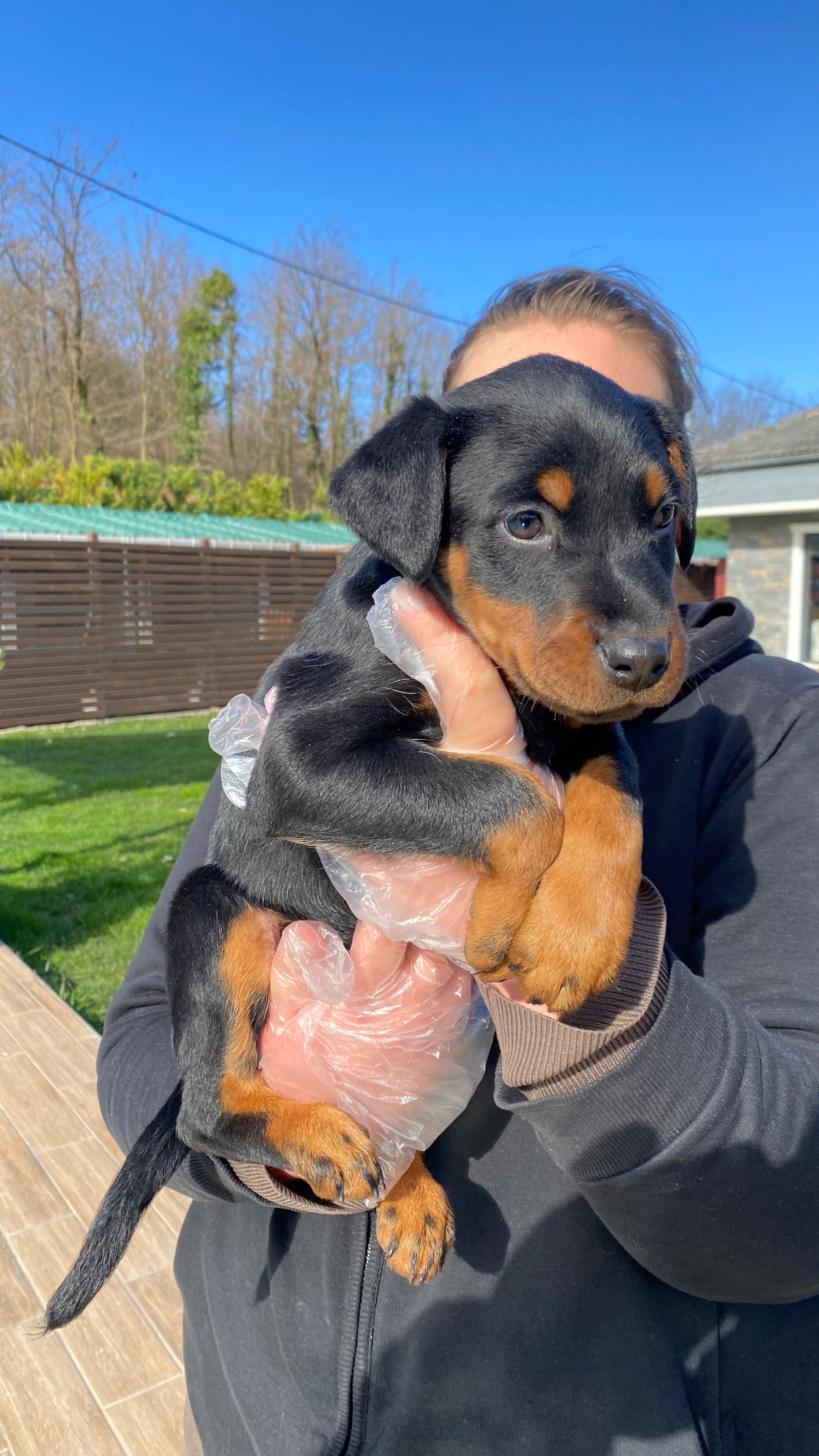 Görev Köpeği Yetiştirme ve Profesyonel İş Köpeği Eğitimi