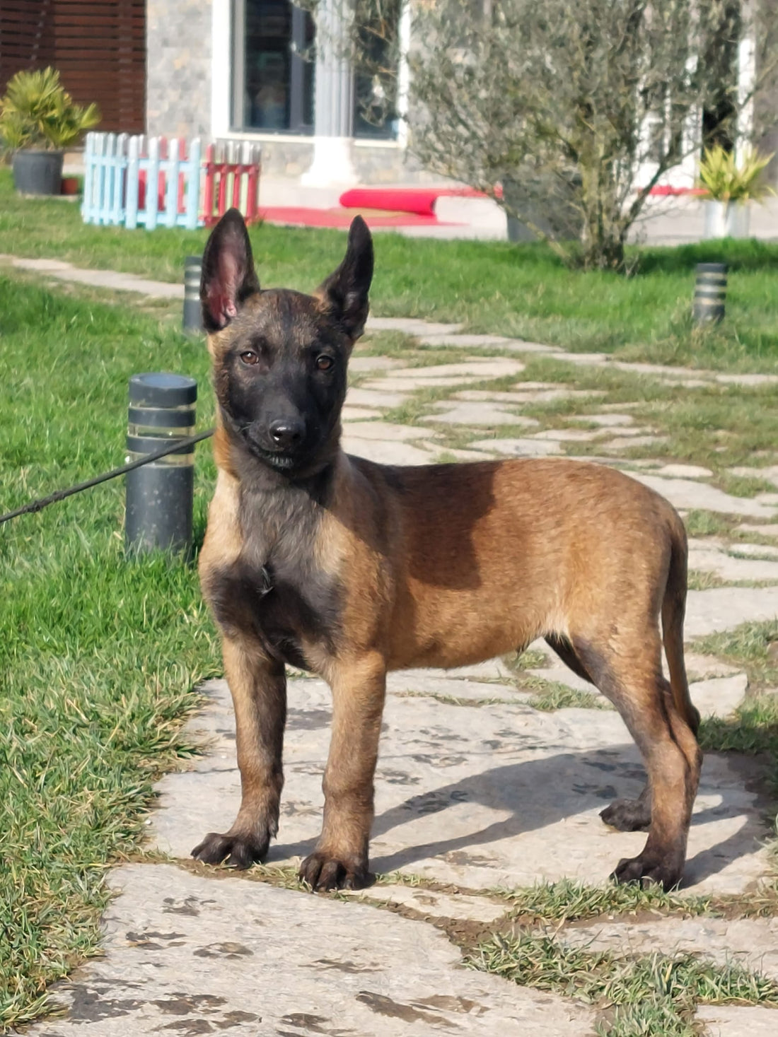 Evde Köpek Tuvalet Eğitimi Nasıl Verilir? Kesin Çözümler