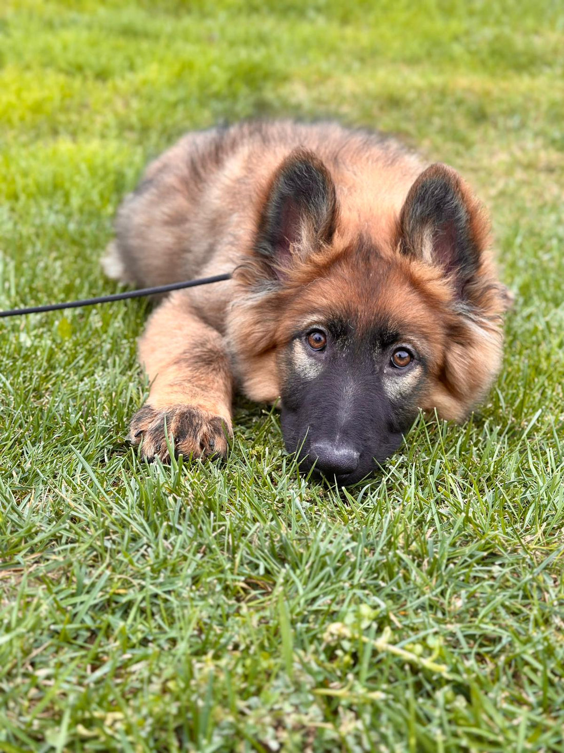 Temel İtaat Eğitimi: Köpeğiniz İçin İlk Adım