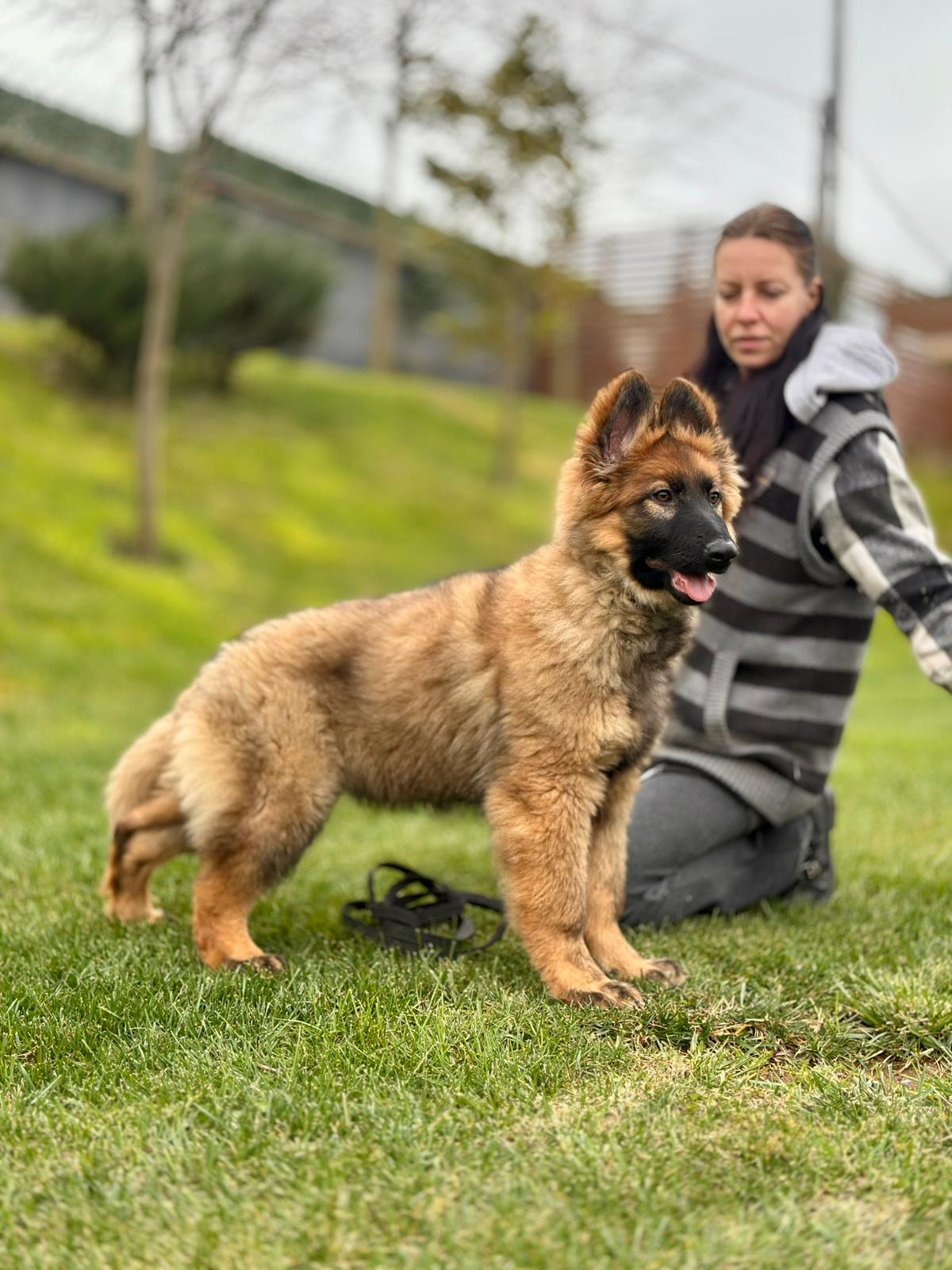 Köpek Eğitimi Fiyatları 2026: K9 İstanbul Profesyonel Eğitim Paketleri