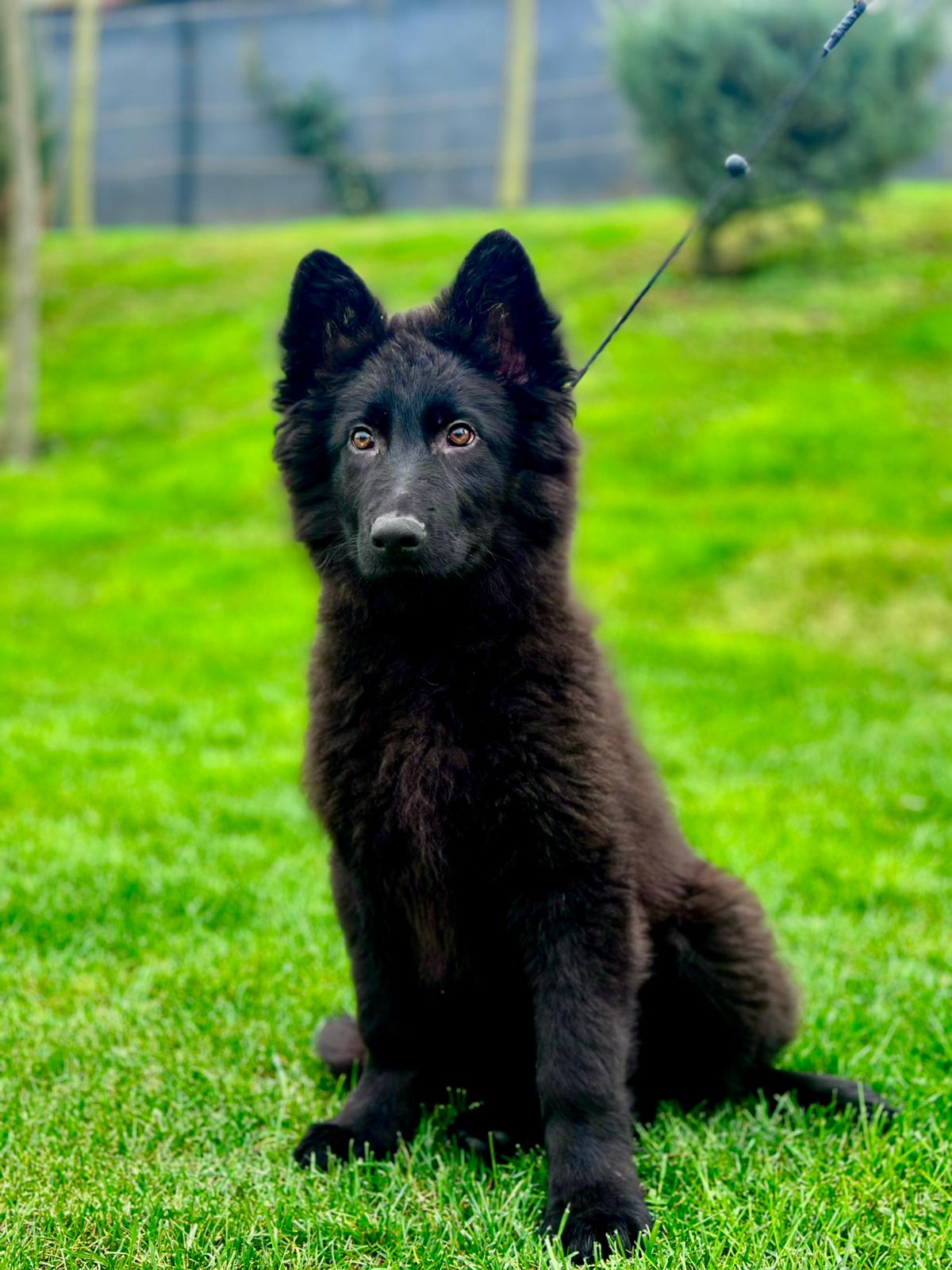 Yavru Köpek (Puppy) Adaptasyon ve Sosyalleşme Rehberi