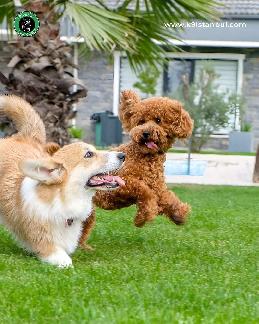 Köpek Banyo ve Kuaför Hizmetleri - Hijyenik Bakım