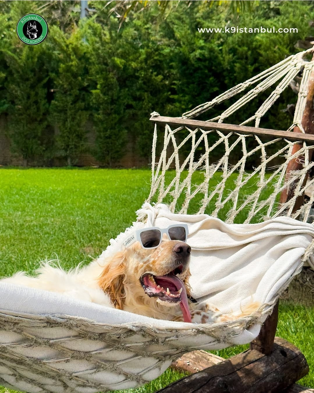Köpek Davranış Gelişimi: Isırma ve Havlama Sorunlarına Son
