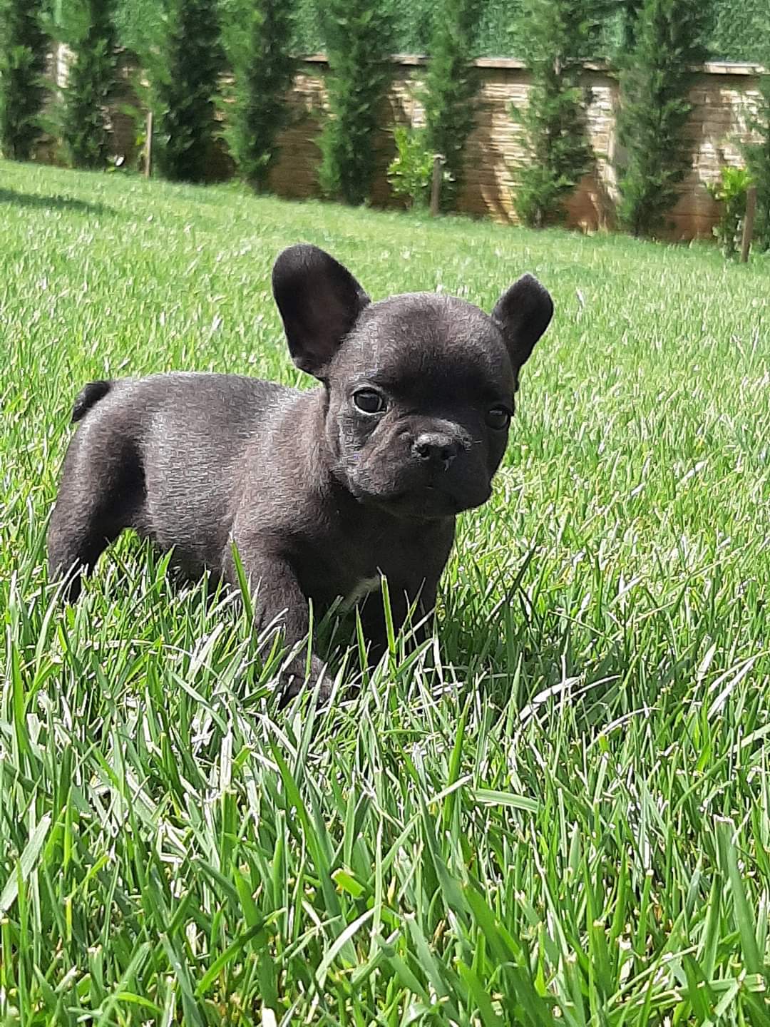 Köpek Sosyalizasyon Eğitimi: Diğer Köpeklerle Güvenli Oyun