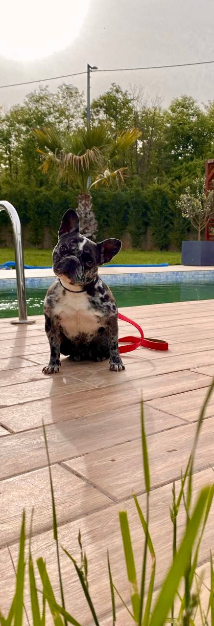 Köpeğim Eve Tuvaletini Yapıyor Diyenler İçin İstanbul Eğitim Çözümleri