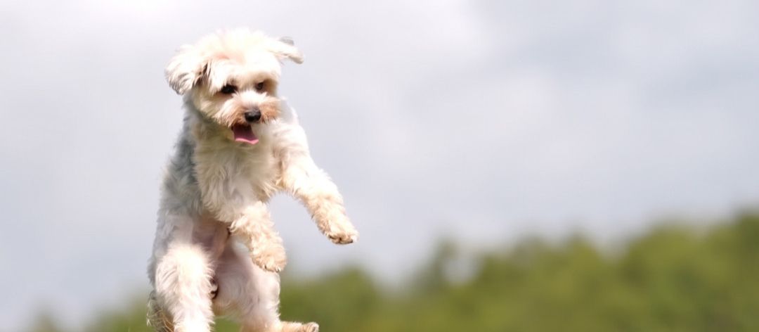 Köpeğimi Otele Bırakmadan Önce Nasıl Hazırlamalıyım?