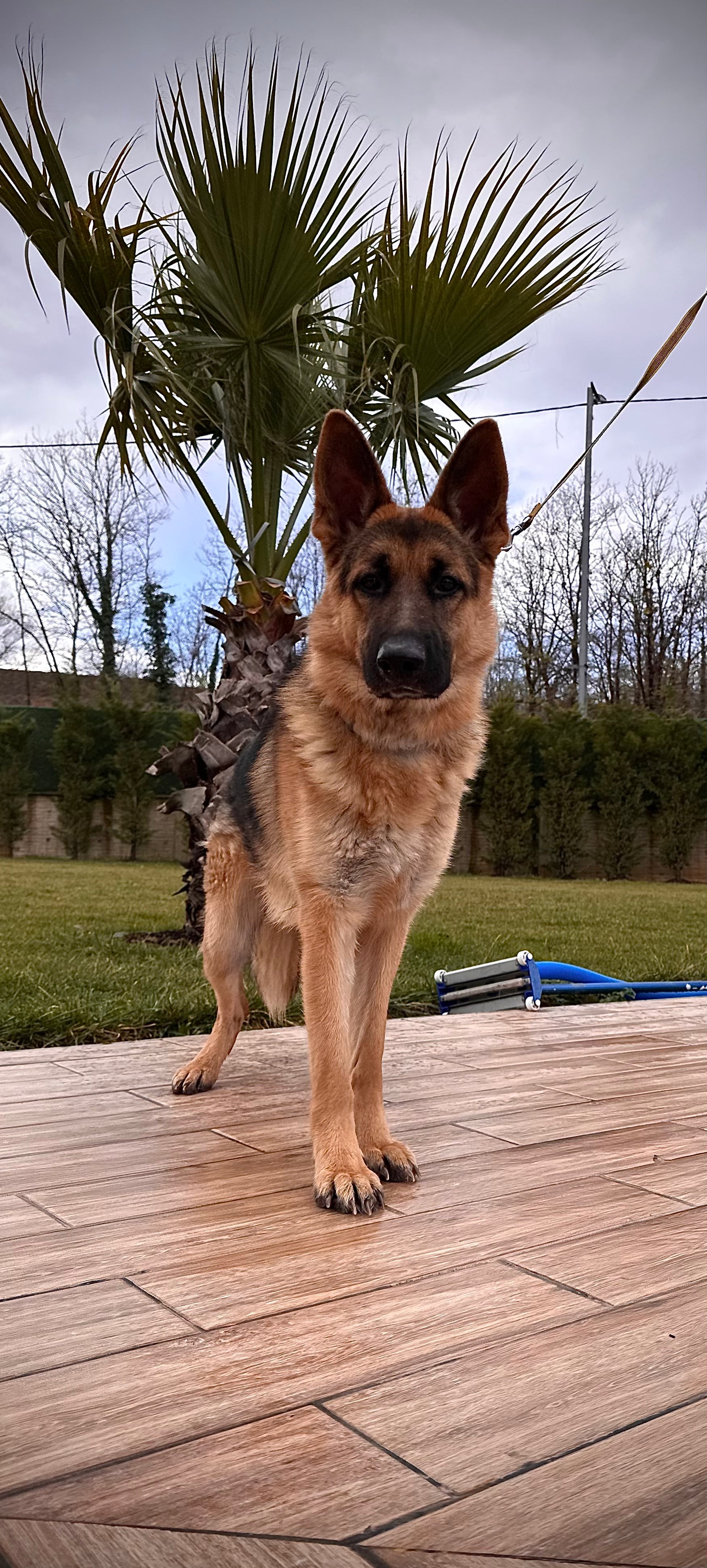 Belçika Kurdu ırkı iki adet yavru köpek.