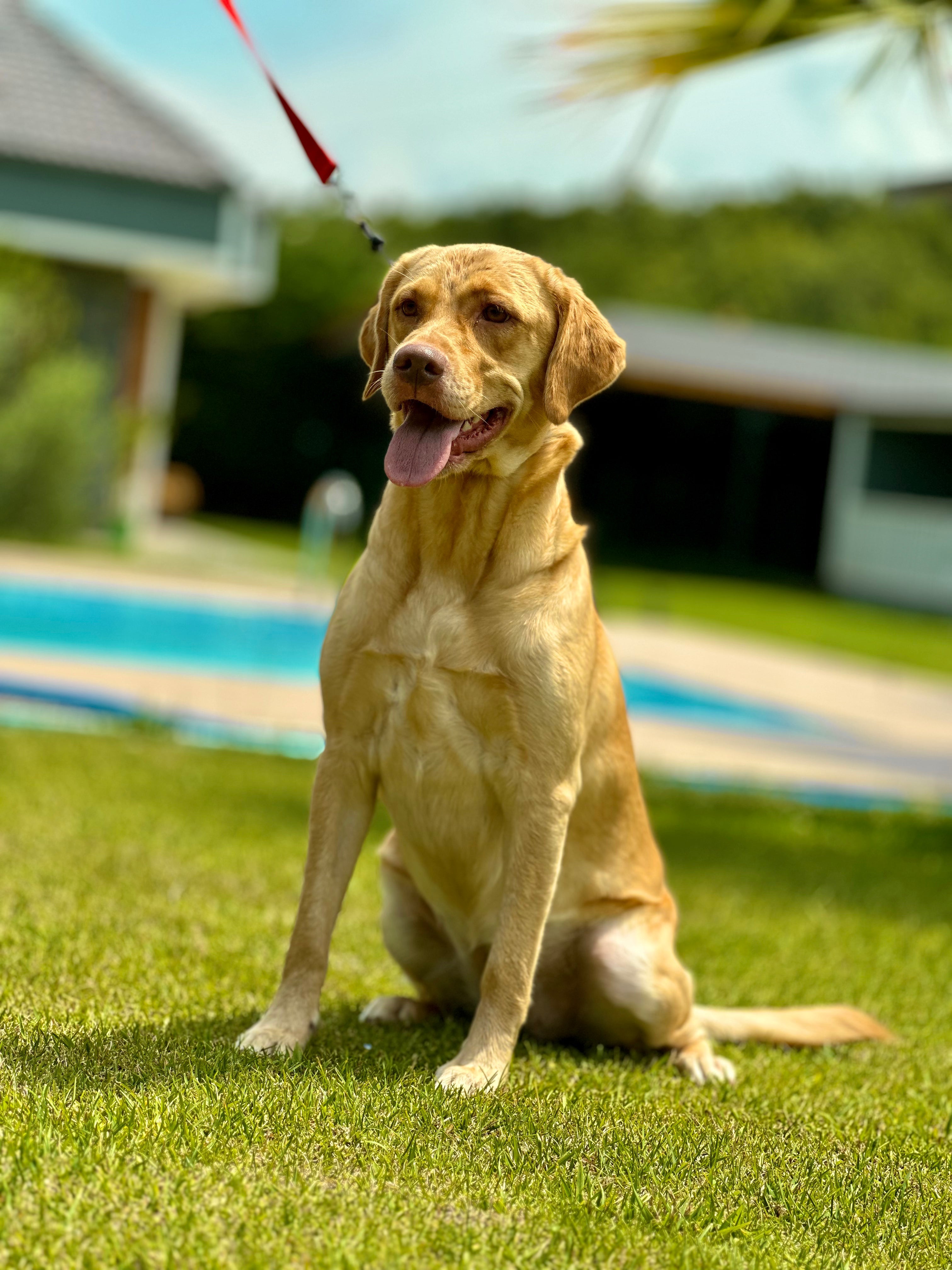 Golden Retriever ırkı bir köpek 