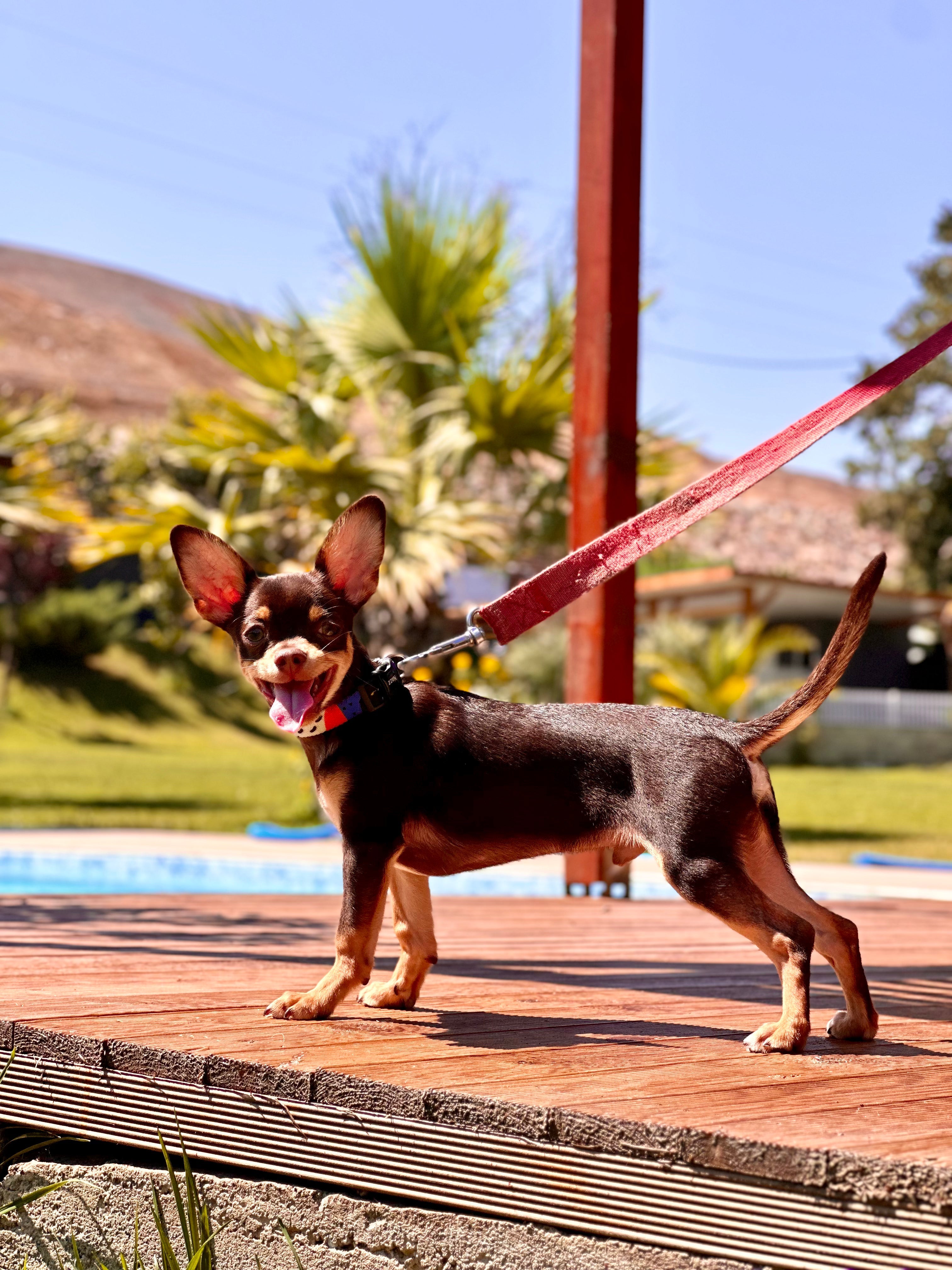 Chihuahua ırkı parke zeminde yatan bir köpek.