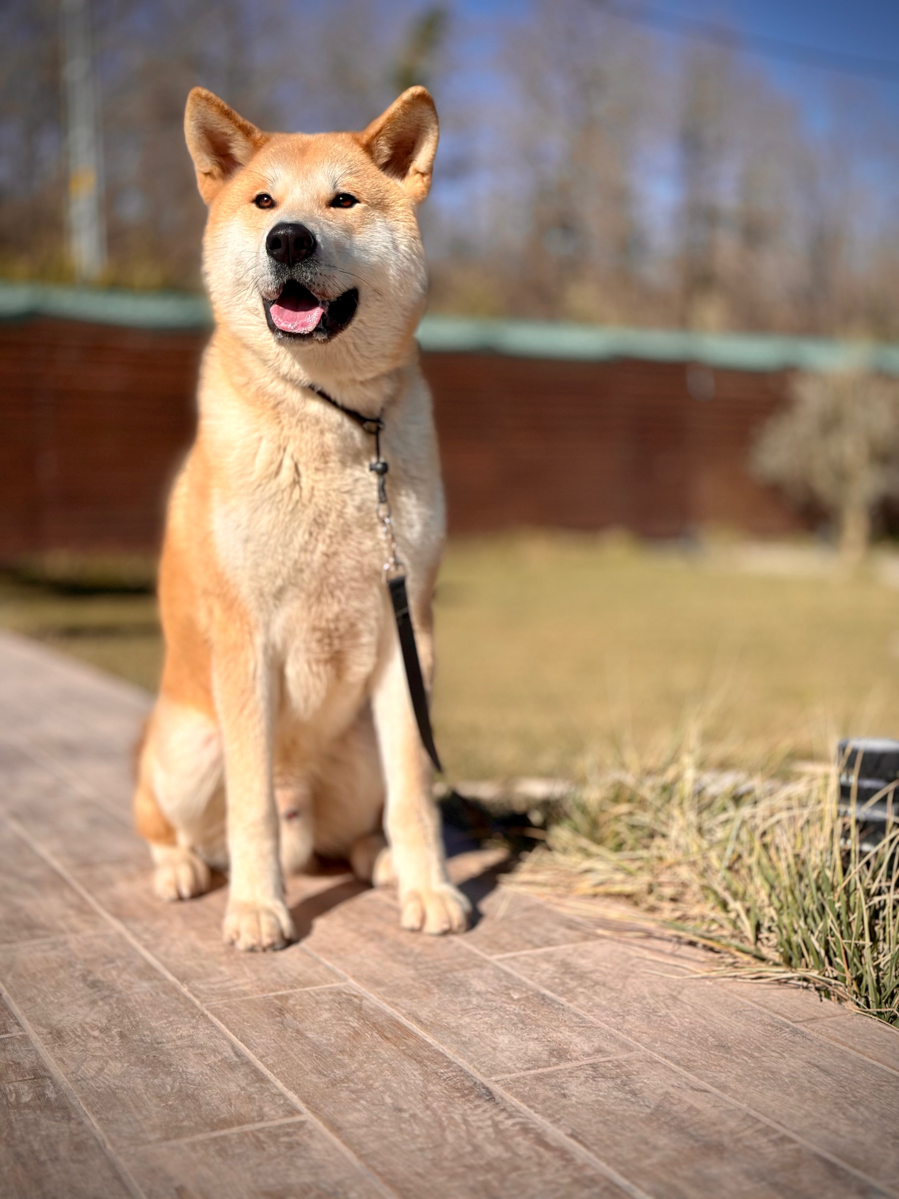 Akita Inu ırkı ormanlık bir alanda yolda duran bir köpek.
