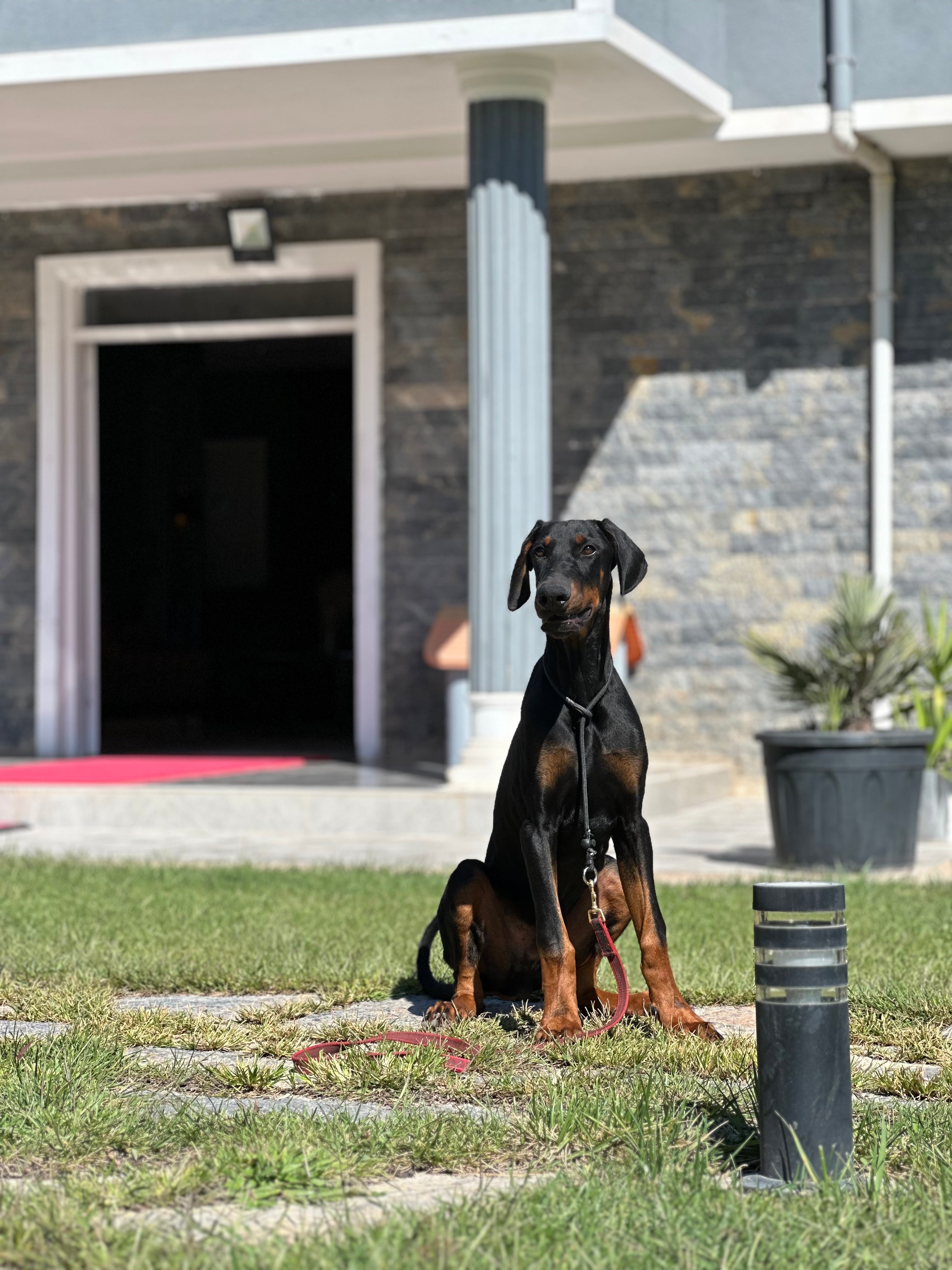 Doberman ırkı bir köpek