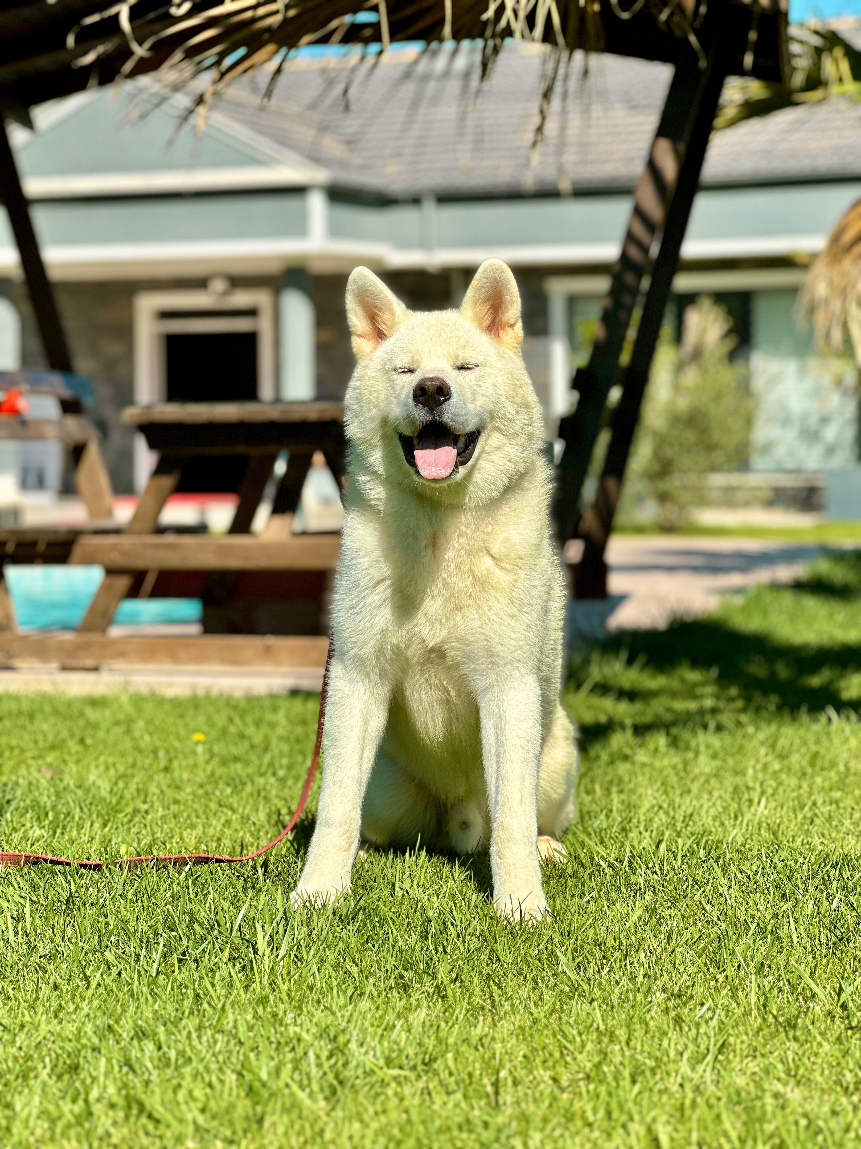 Samoyed ırkı bir köpek.