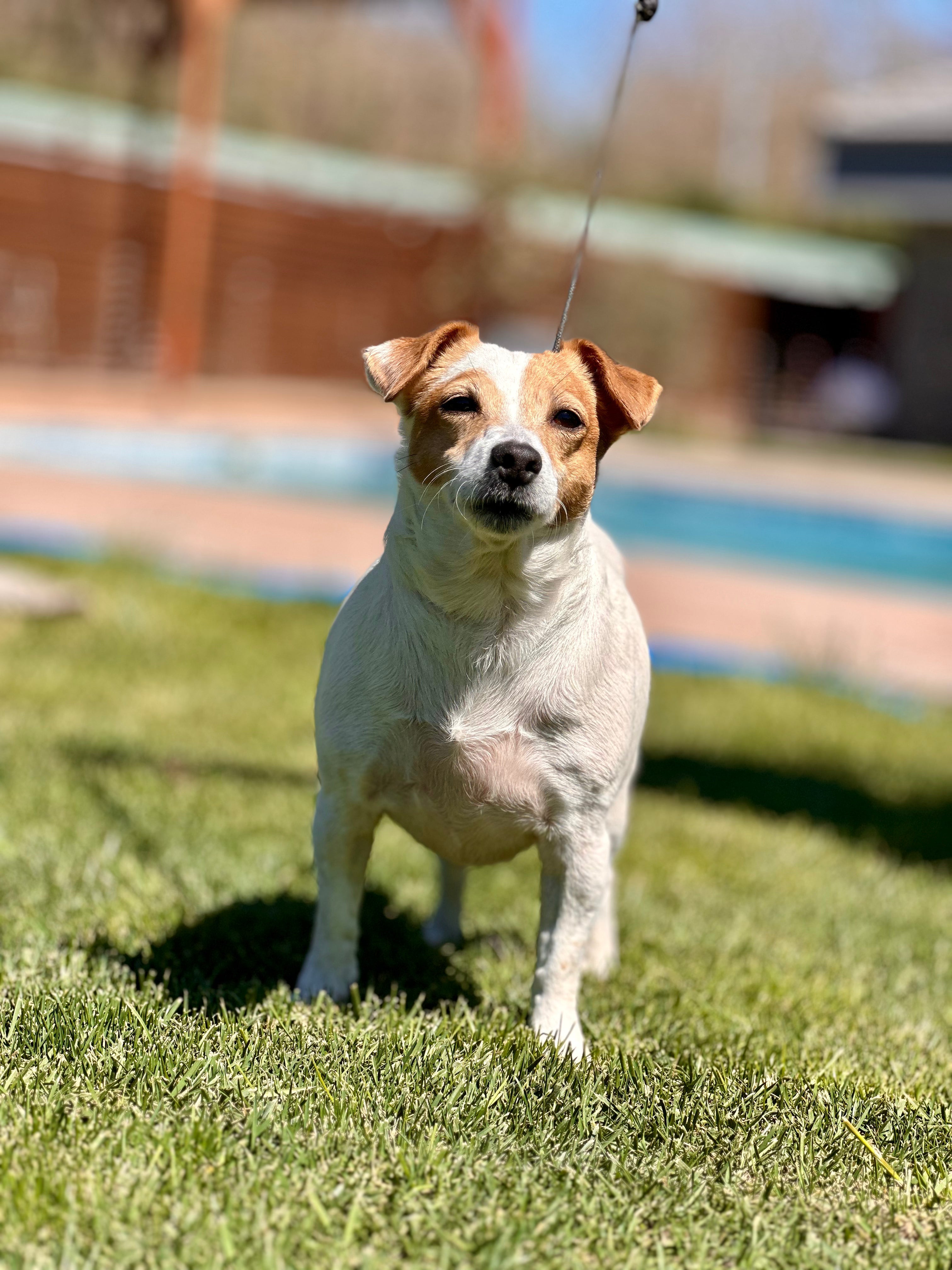 Jack Russel ırkı tepe bir alanda duran köpek.