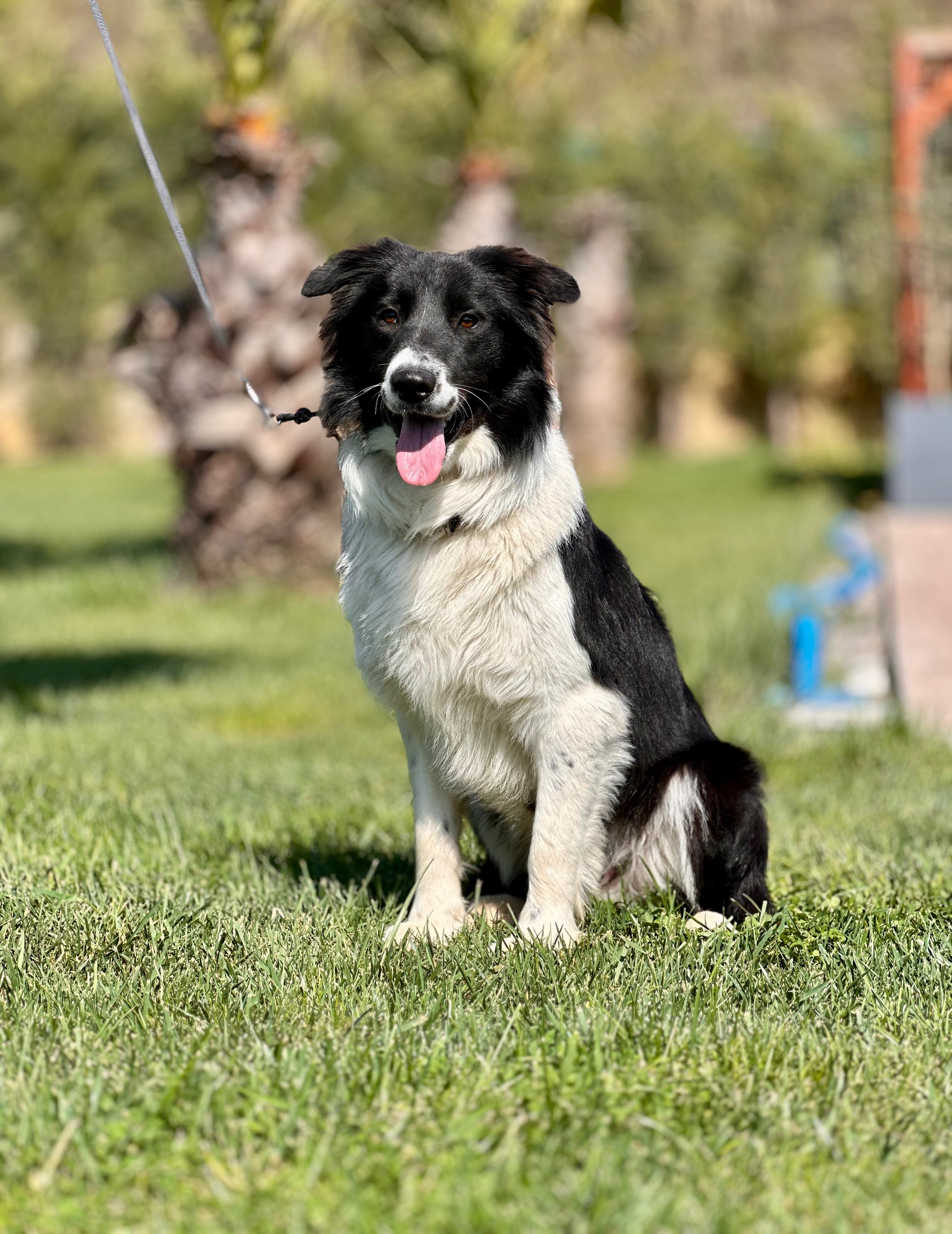 Border Collie ırkı bir köpek