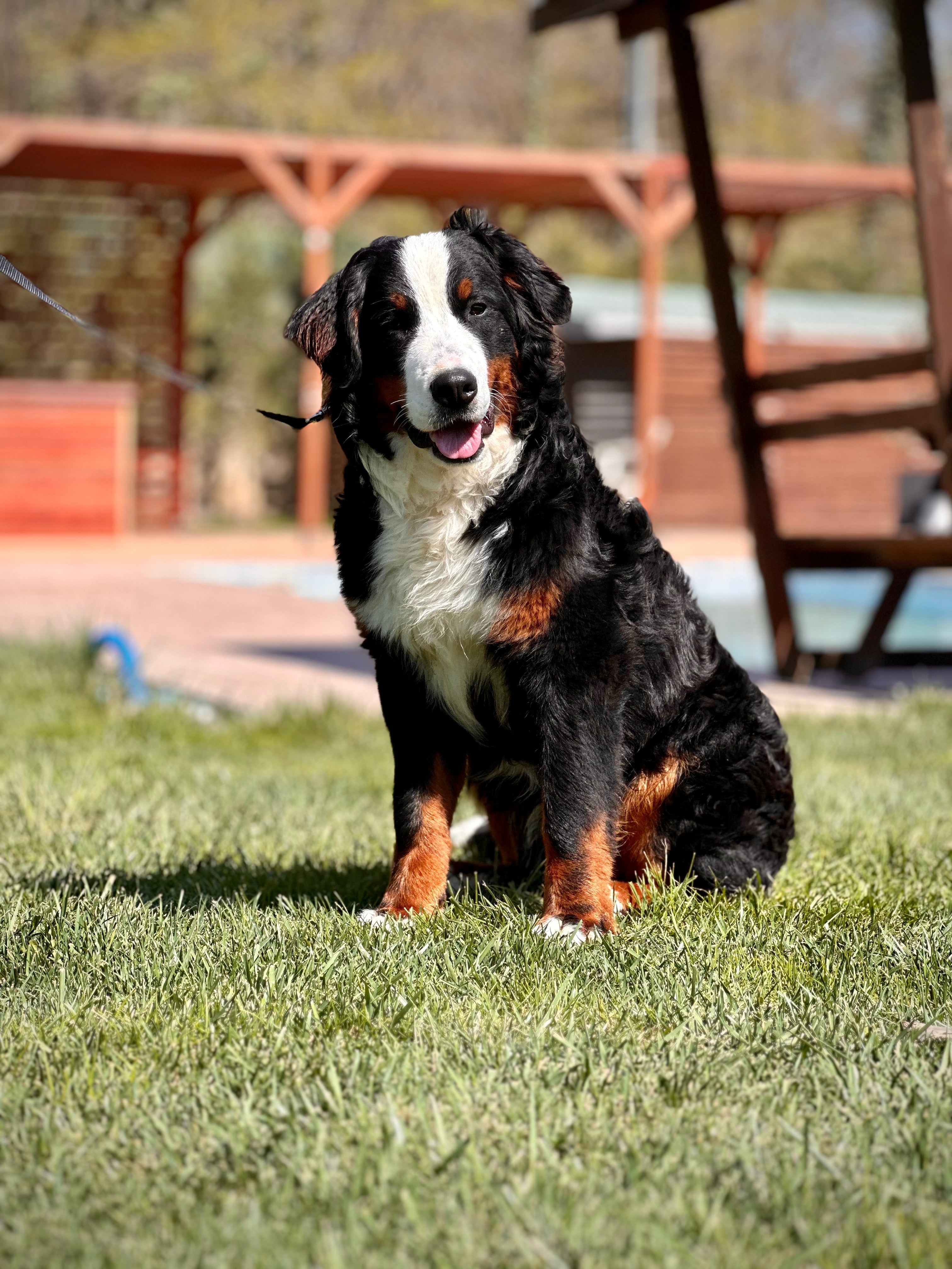 Bernese Mountain Dog ırkı koşan bir köpek.