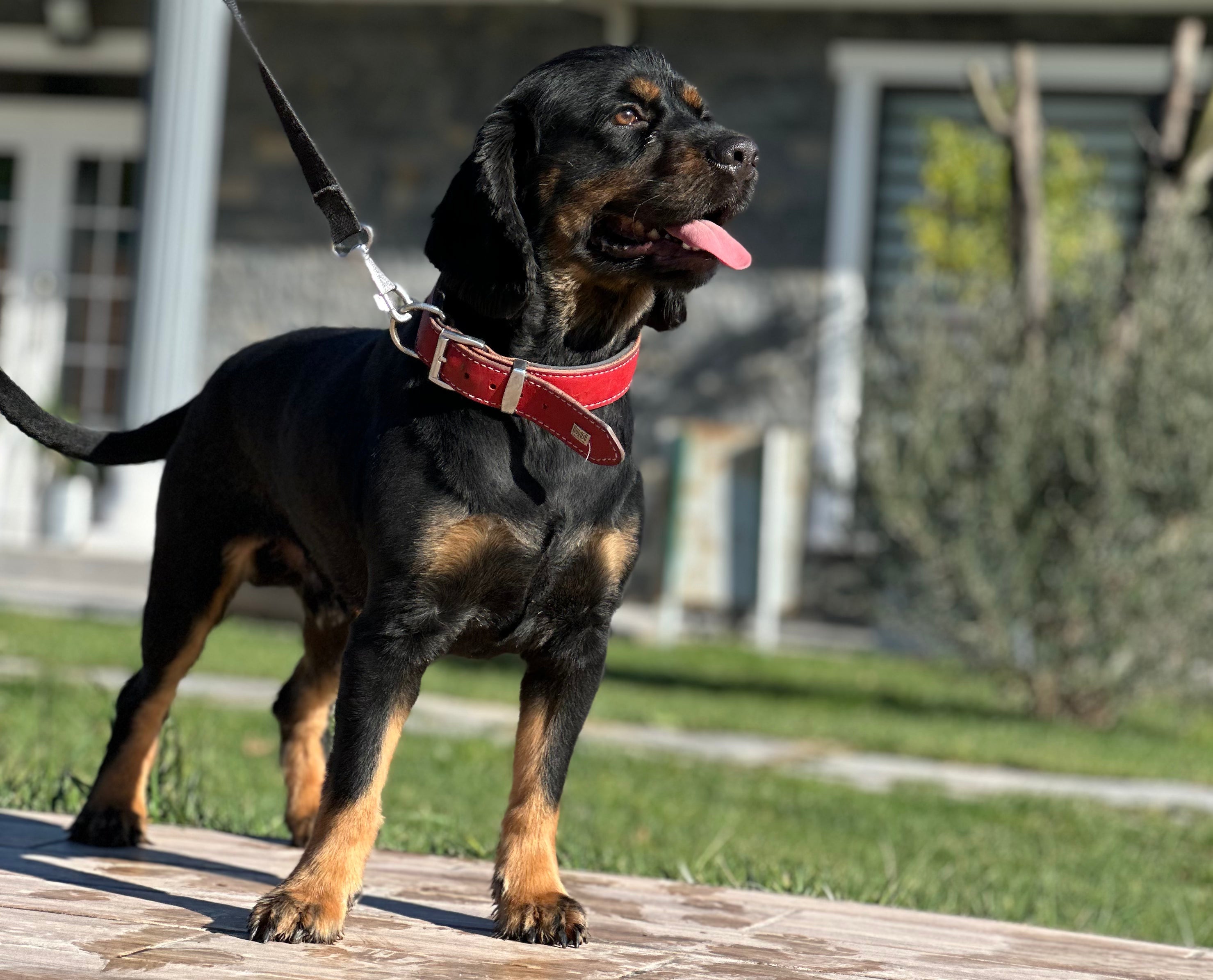 Rottweiler ırkı bir köpek