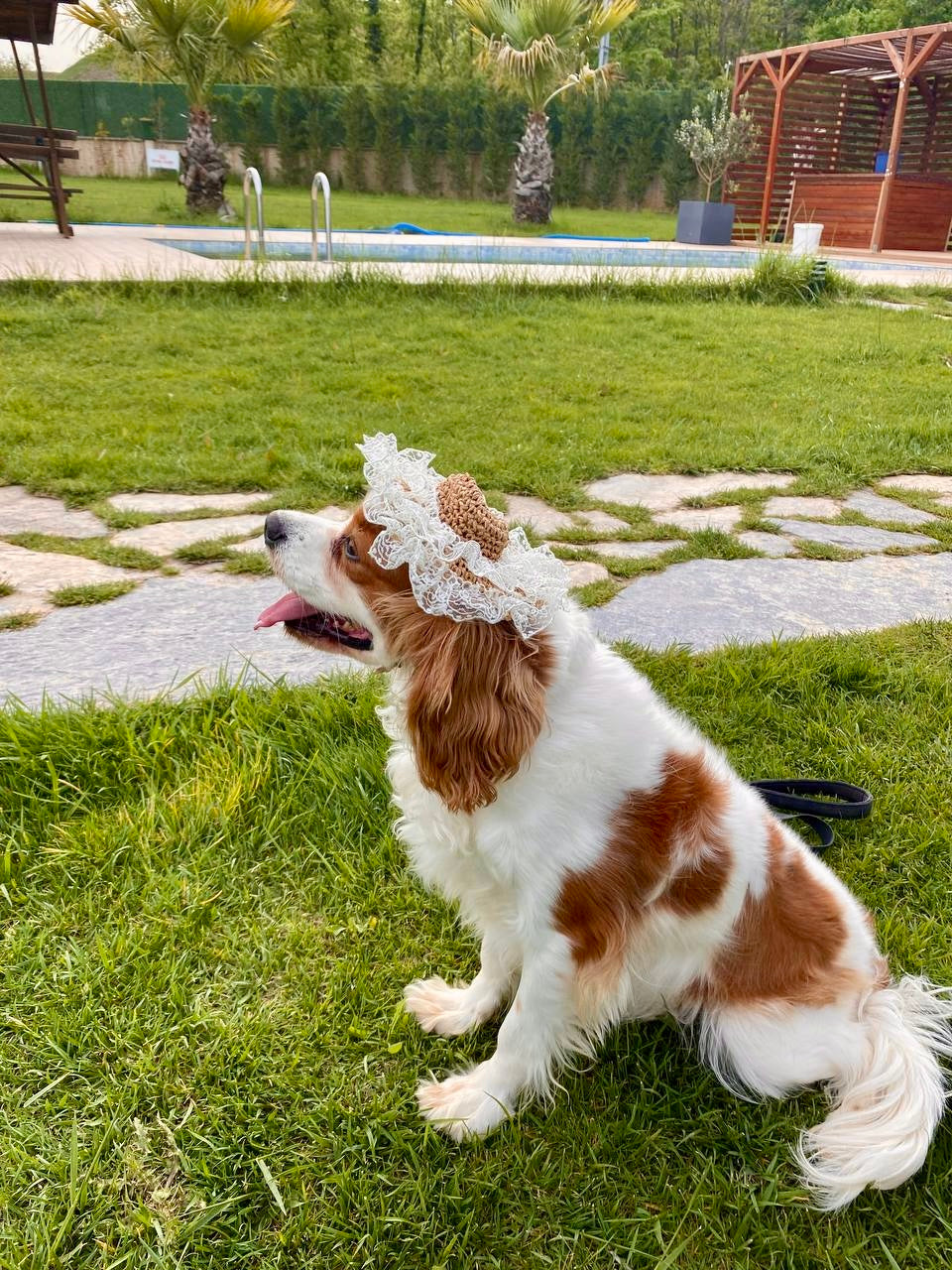 Cavalier King Charles patileri arasında kozalak tutan bir köpek.