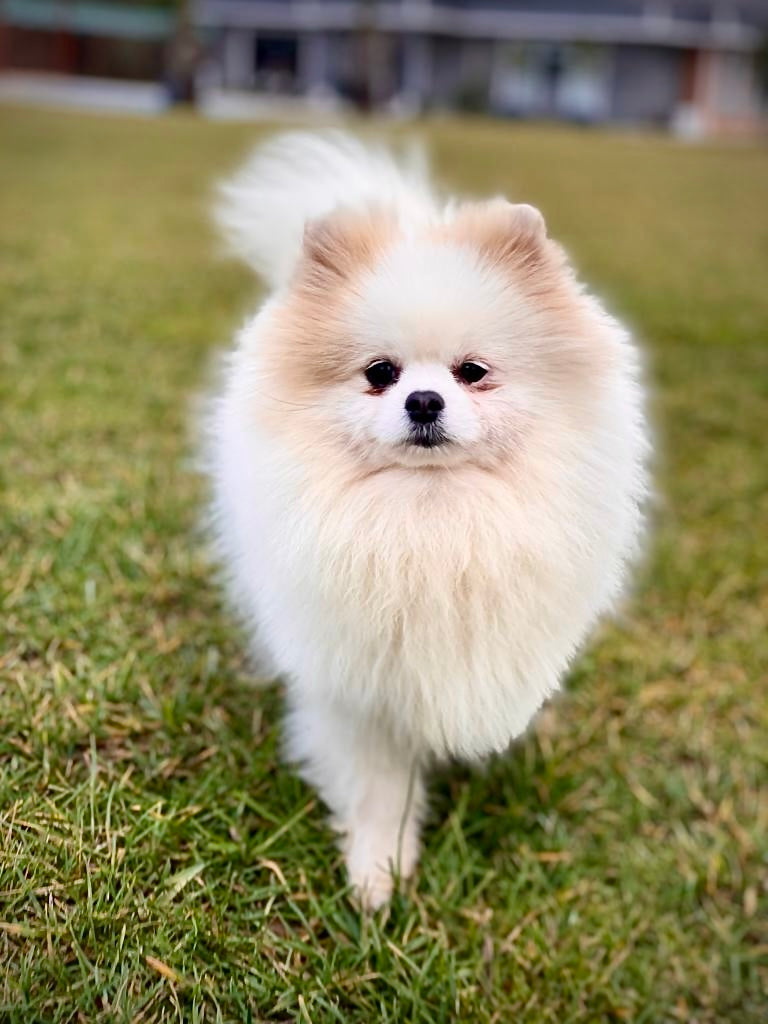 Pomeranian ırkı bir köpek