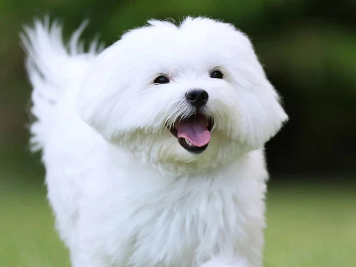 Maltese Terrier ırkı bir köpek