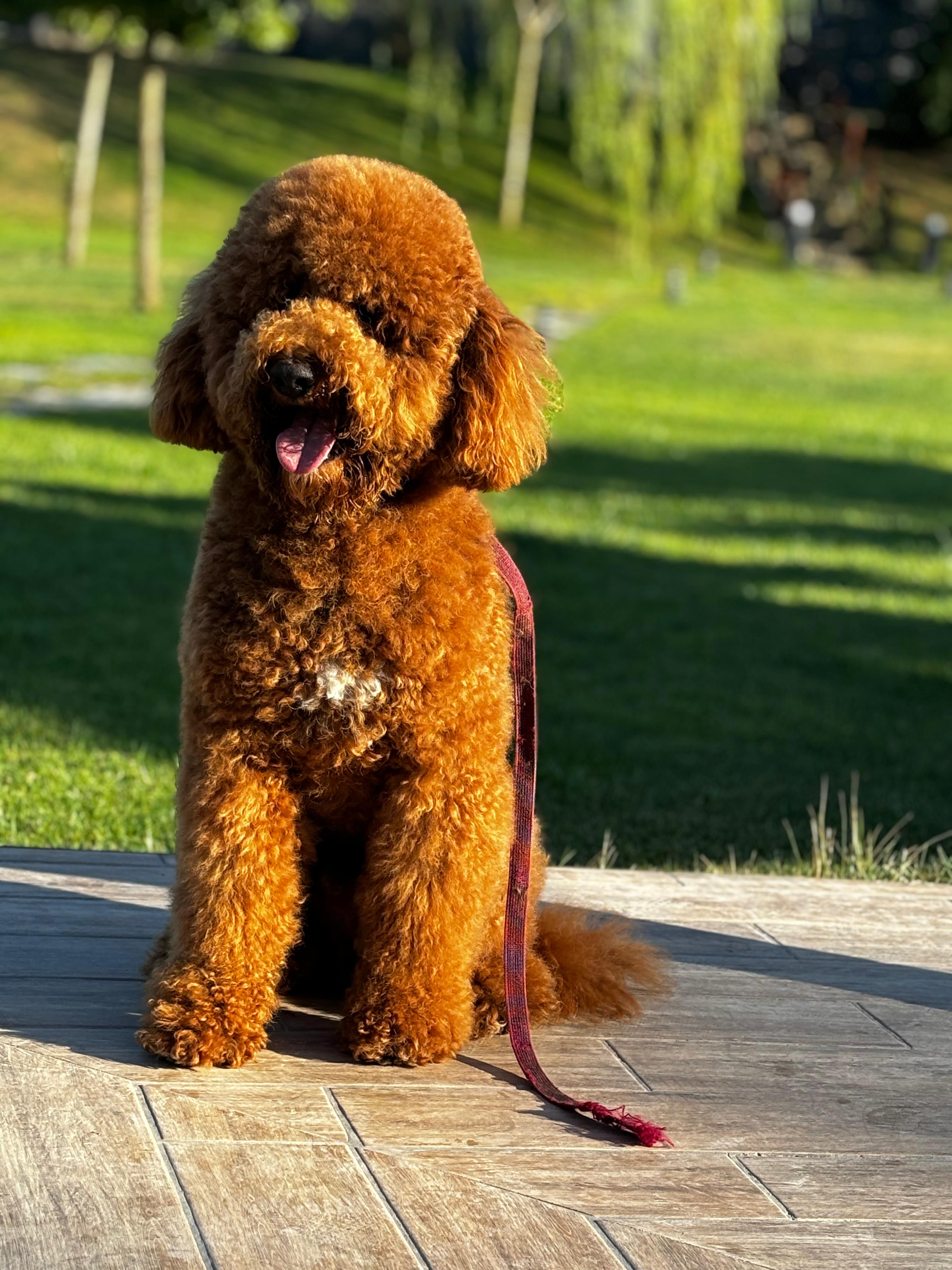 Toy Poddle ırkı köpek