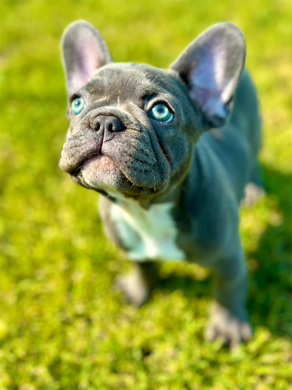 French Bulldog