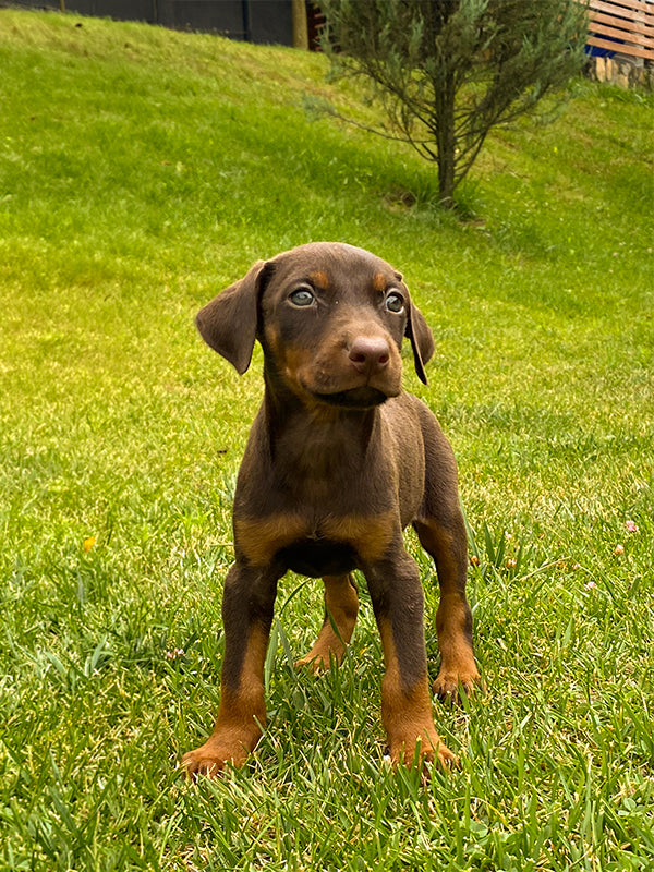Doberman Pinscher