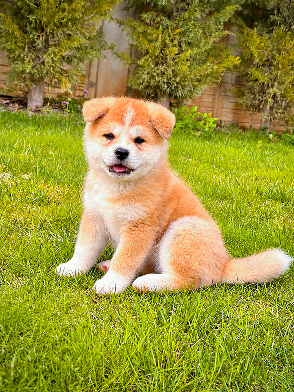 Akita Inu
