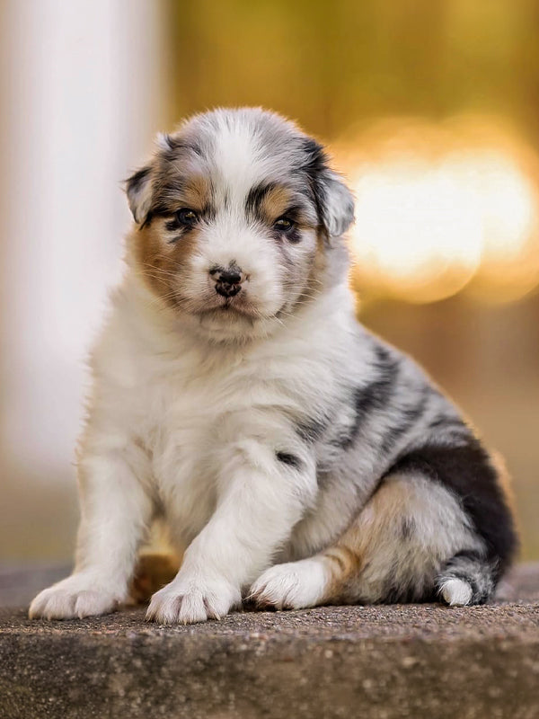 Australian Shepherd