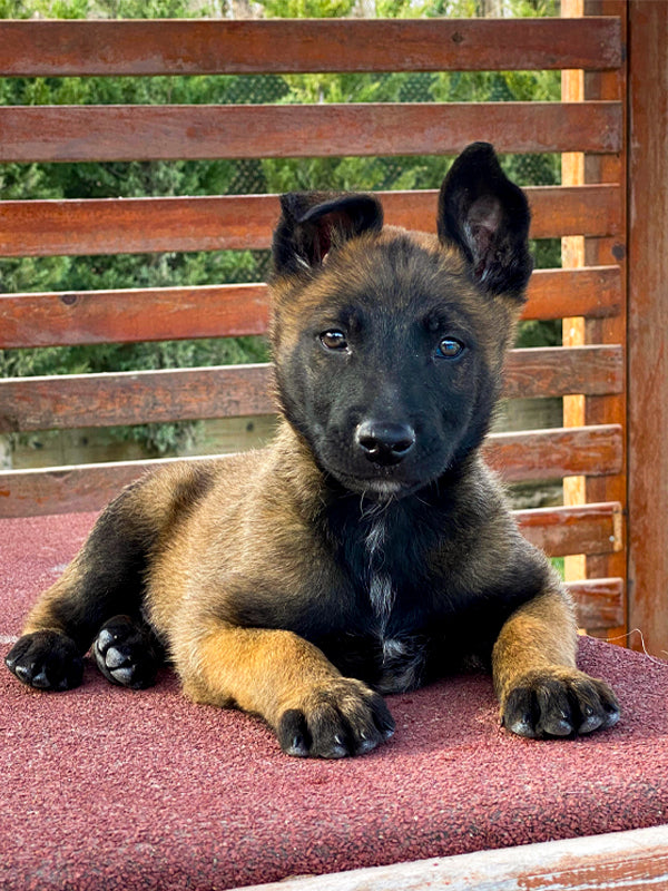 Belçika Malinois (Belçika Çoban Köpeği)