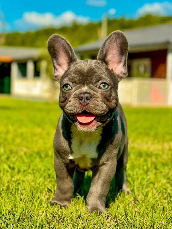 French Bulldog