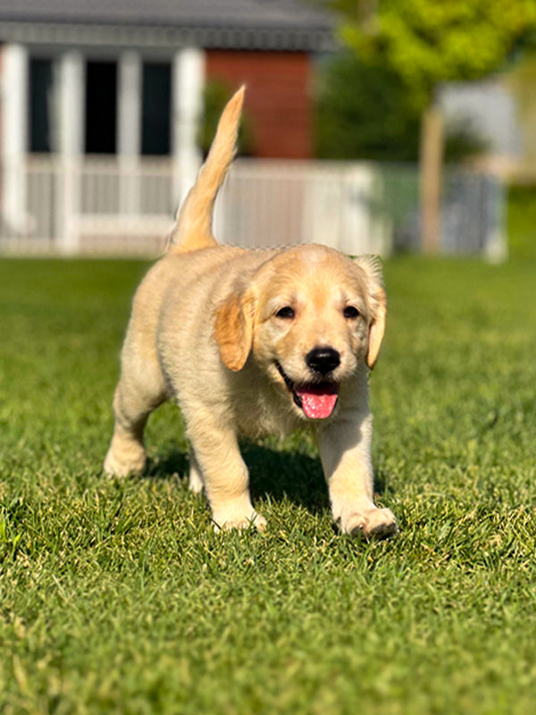 Golden Retriever