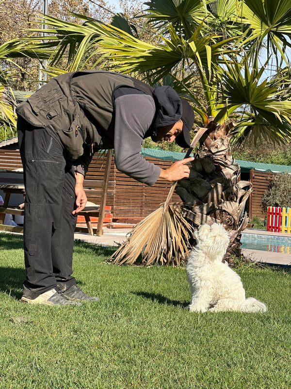 Puppy Eğitimi