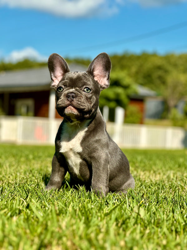 French Bulldog -Dişi
