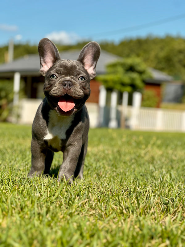 French Bulldog -Erkek