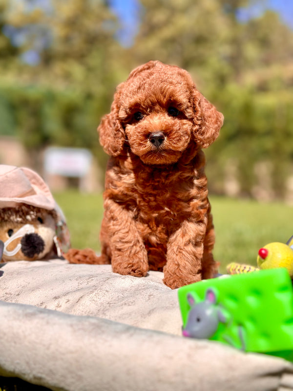 Toy Poodle -Dişi
