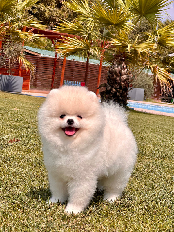 Pomeranian -Erkek