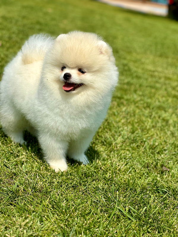 Pomeranian -Dişi